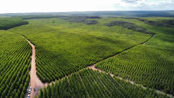 ESTUDO BRASILEIRO CRIA MODELOS INÉDITOS PARA ESTIMAR CARBONO EM FLORESTAS PLANTADAS E REDUZ ERRO NAS MEDIÇÕES EM ATÉ 60%