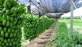 PARCERIA LIDERADA PELO SEBRAE CONQUISTA INDICAÇÃO GEOGRÁFICA PARA A BANANA DE BOM JESUS DA LAPA