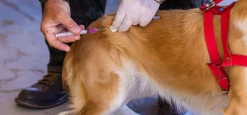 VACINAÇÃO ANTIRRÁBICA PARA CÃES E GATOS AVANÇA EM BAIRROS DE SALVADOR; CONFIRA O CRONOGRAMA