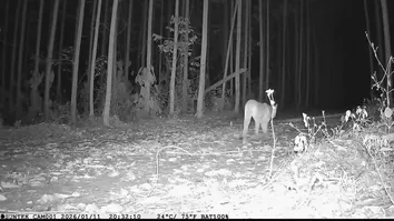 AMEAÇADA DE EXTINÇÃO NA BAHIA, ONÇAS-PARDAS SÃO AVISTADAS EM RESERVAS DA BRACELL NO LITORAL NORTE