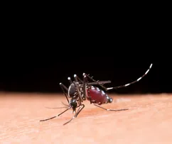 BUSCA VIDA INTENSIFICA ALERTA CONTRA DENGUE E OUTRAS ARBOVIROSES COM A CHEGADA DO PERÍODO CHUVOSO NA BAHIA