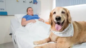 PETS PASSAM A PODER VISITAR PACIENTES EM HOSPITAIS DE SALVADOR