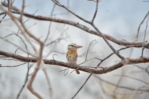 TURISMO DE OBSERVAÇÃO DE AVES GANHA DESTAQUE EM PAULO AFONSO