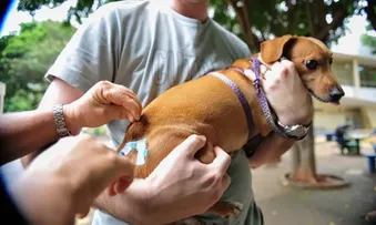 COLESTEROL ALTO EM CÃES E GATOS PODE REVELAR DOENÇAS OCULTAS