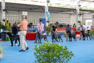 LAURO DE FREITAS RECEBE EXPOSIÇÃO CANINA COM COMPETIÇÃO INTERNACIONAL E PARTICIPAÇÃO DE CRIANÇAS
