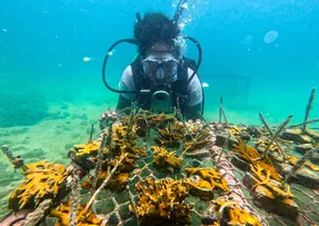 DIA MUNDIAL DOS OCEANOS: PROJETO QUE RECUPERA RECIFES DA BAÍA DE TODOS-OS-SANTOS CONCLUI 4º ANO COM MAIS DE 3 MIL COLÔNIAS DE CORAIS CULTIVADAS