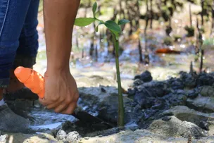 PROJETOS APOIADOS PELA ACELEN PROMOVEM CONSERVAÇÃO AMBIENTAL E PRESERVAÇÃO CULTURAL DAS COMUNIDADES DA BAÍA DE TODOS-OS-SANTOS