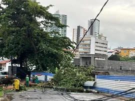 ÁRVORE CAI NO CAMINHO DAS ÁRVORES APÓS FORTES CHUVAS EM SALVADOR