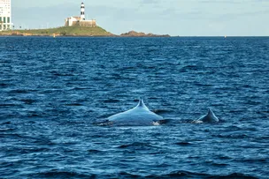 TEMPORADA DE OBSERVAÇÃO DE BALEIAS JUBARTE COMEÇA NESTA QUARTA (15) EM SALVADOR COM PONTO NO FAROL DA BARRA