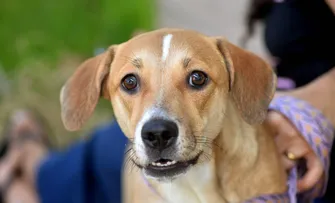PREFEITURA DE SALVADOR REFORÇA CONSCIENTIZAÇÃO E ALERTA SOBRE CRIME DE ABANDONO DE ANIMAIS