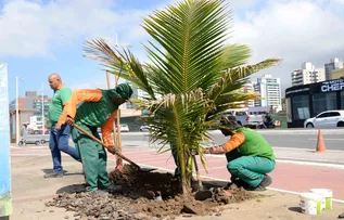 SALVADOR PLANTA PRIMEIROS COQUEIROS DE VIVEIRO MUNICIPAL