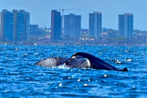 TURISMO DE NATUREZA: SALVADOR RECEBE TEMPORADA DE BALEIAS-JUBARTE
