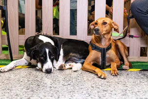 ADOTE NO PARQUE TERÁ 30 CÃES E GATOS DISPONÍVEIS EM LAURO DE FREITAS