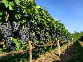 PLANO SAFRA VIABILIZA PRODUÇÃO DE UVAS DO NORDESTE AO SUL DO BRASIL