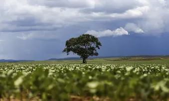 MUNICÍPIO BAIANO TEM O 2º MAIOR PIB AGRÍCOLA DO BRASIL