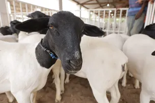 CÂMARA SETORIAL É CRIADA PARA FORTALECER SETOR PRODUTIVO DE CAPRINOS E OVINOS NA BAHIA