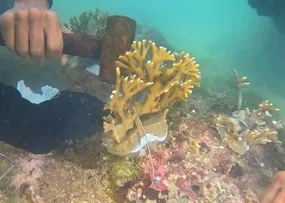 PROJETO MARES CONCLUI CAPACITAÇÃO COM IMPLANTAÇÃO DE CORAIS NATIVOS NA ILHA DE ITAPARICA