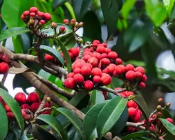RESERVA ATUA NA PRESERVAÇÃO AMBIENTAL DE MATA ATLÂNTICA