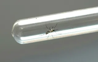 CHIKUNGUNYA CRÔNICA: POR QUE AS DORES PODEM DURAR ANOS