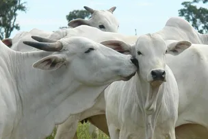 BAHIA REGISTRA NOVOS RECORDES NOS REBANHOS BOVINO E OVINO E NA PRODUÇÃO DE OVOS EM 2025