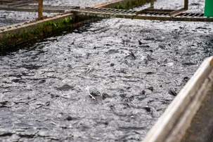 AQUICULTURA MOVIMENTA R$ 319,4 MILHÕES NA BAHIA