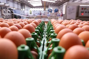 BAHIA BATE RECORDE NA PRODUÇÃO DE OVOS PELO SEXTO ANO SEGUIDO E MOVIMENTA R$ 879,9 MILHÕES